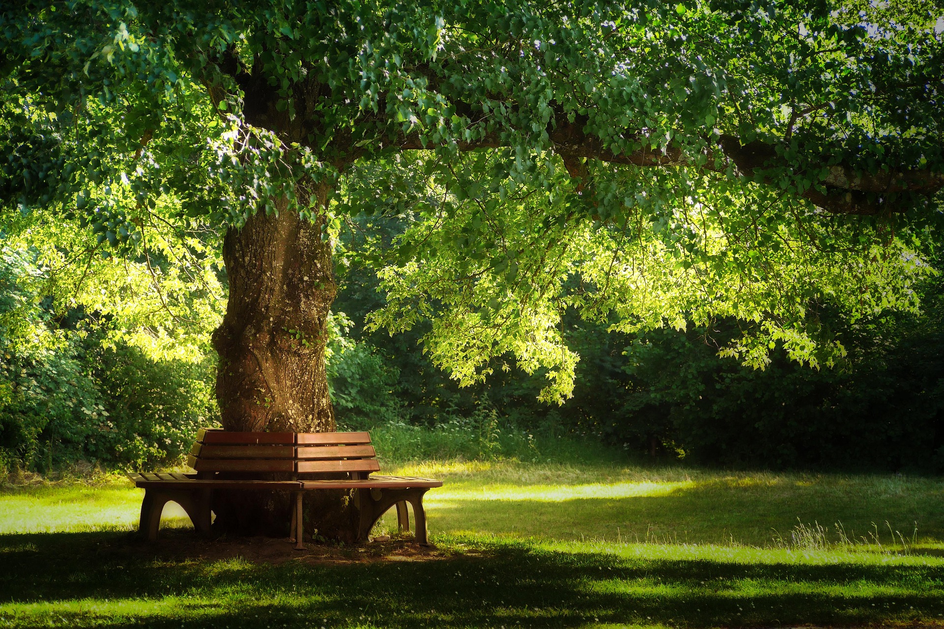 tree-3204332_1920